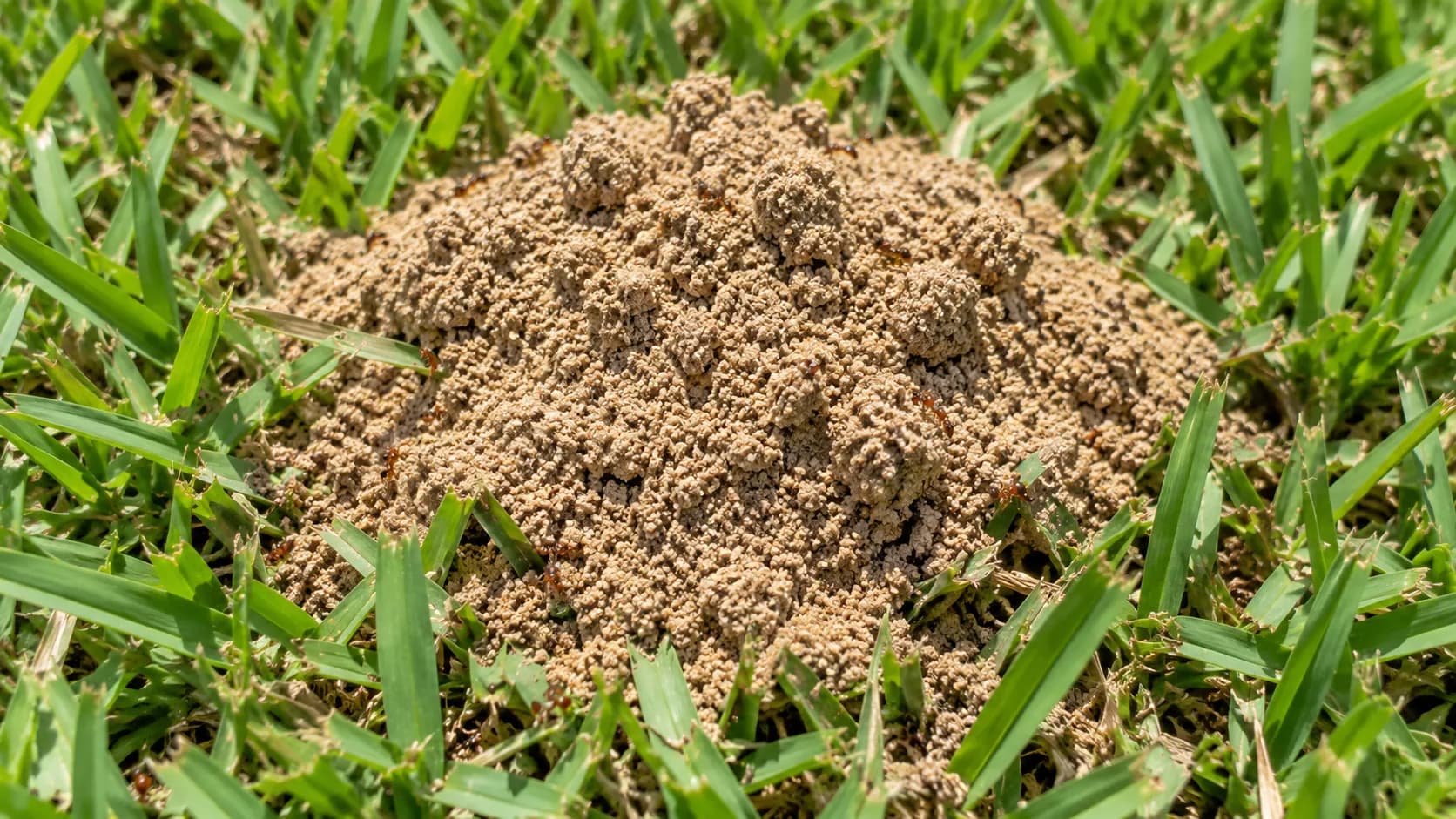 Fresh fire ant mound of loose sandy soil in a St. Augustine grass lawn